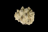 藏品(紫口岩螺)的圖片